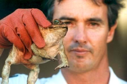 Hand collecting cane toads, source NSW NPWS